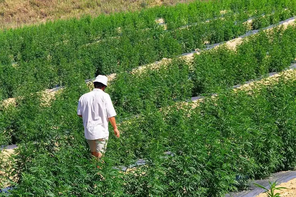 Il team Veridia al lavoro nei campi