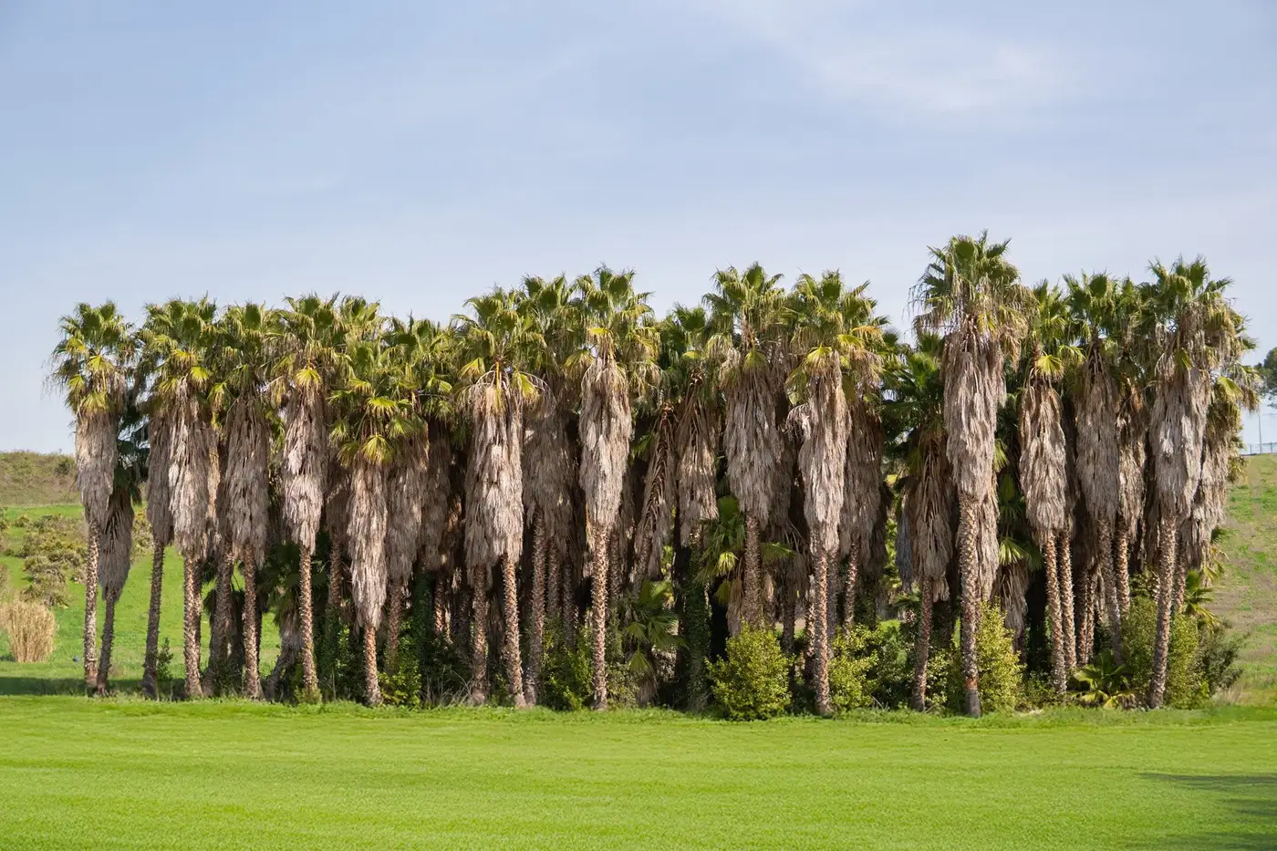 Palme e alberi ornamentali nel vivaio Veridia